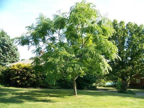 Kentucky Coffee Tree, Gymnocladus dioicus, 4 Seeds (Fast, Fall Color, Hardy) Ready To Ship