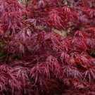 Acer palmatum dissectum atropurpureum RED LACELEAF JAPANESE MAPLE Seeds!