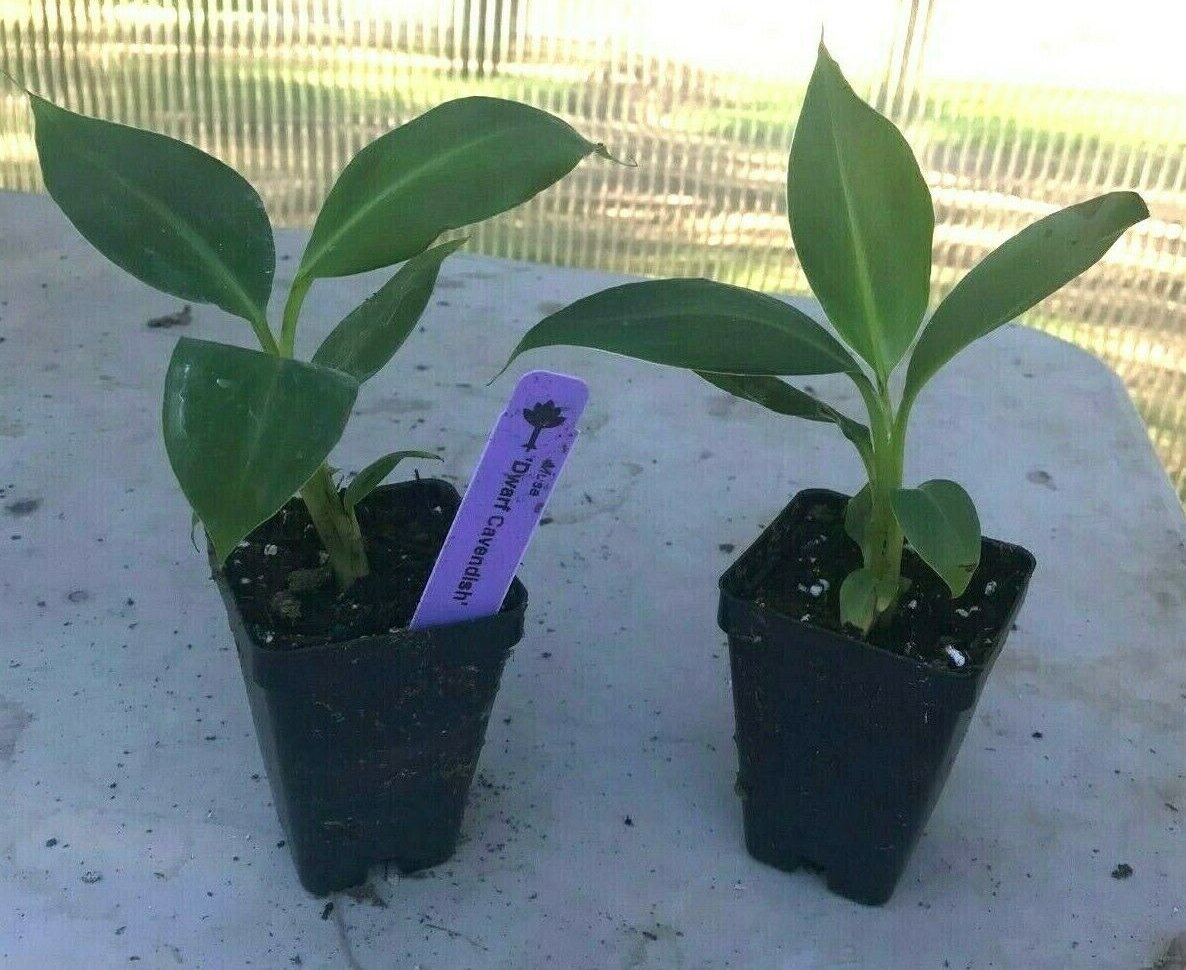 Musa - 'Dwarf Cavendish' - Banana Tree, Live Plant