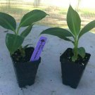 Musa - 'Dwarf Cavendish' - Banana Tree, Live Plant