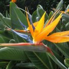 Bird of Paradise - Strelitzia Reginae - Live Plant 5-6"+ in 2.5" x 2.5" x 3.5" deep pots.