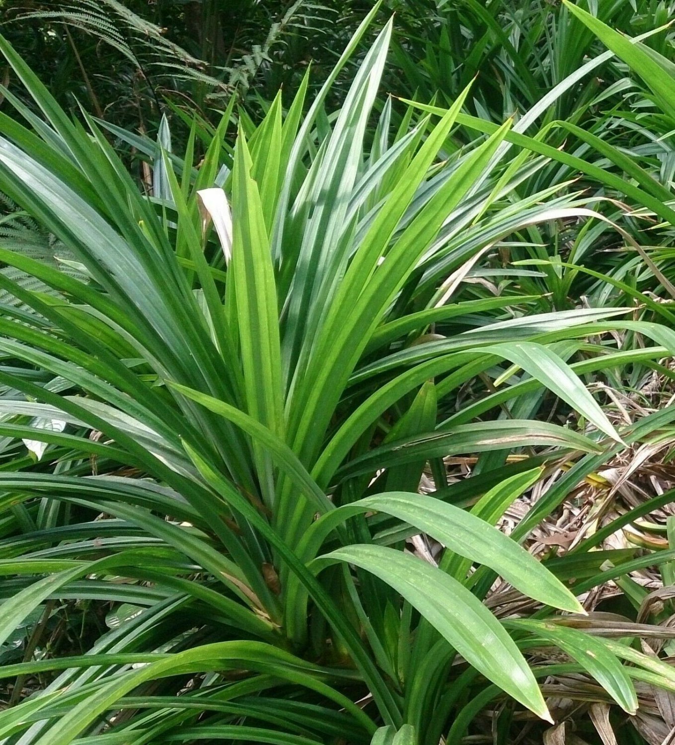 Pandanus amaryllifolius - Pandan leaf - Asian cooking herb - Live Plant -  5"+ plants