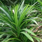 Pandanus amaryllifolius - Pandan leaf - Asian cooking herb - Live Plant -  5"+ plants
