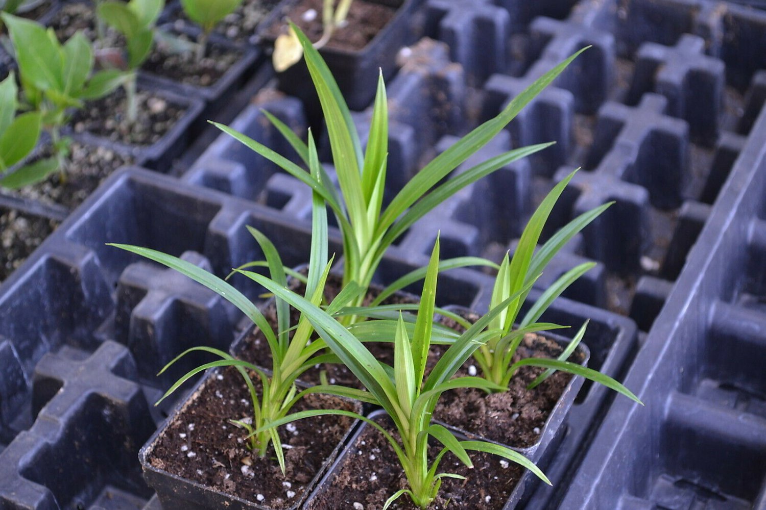 Pandanus amaryllifolius Pandan leaf Asian cooking herb Live Plant
