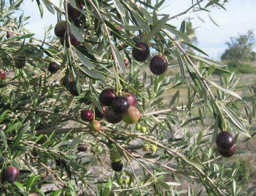 Olive Tree - 'Manzanillo' - Olea Europaea - live plant 4" plants