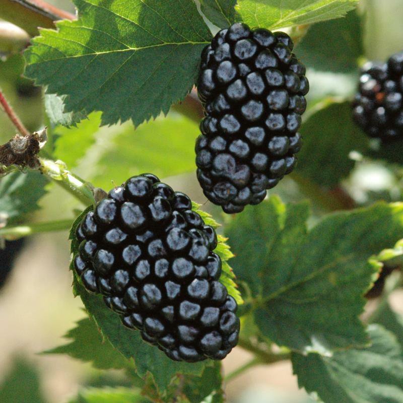 Blackberry - 'Natchez' thornless - Rubus fruticosa 5"+ plants