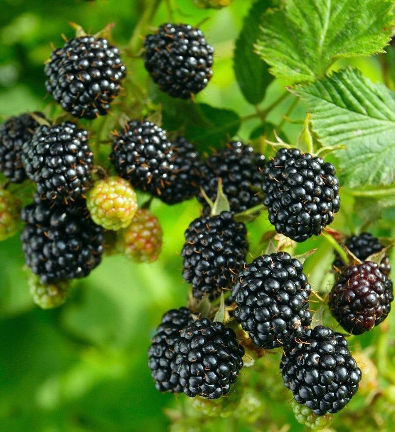 Blackberry - 'Big Daddy' thornless - Rubus fruticosa