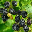 Blackberry - 'Big Daddy' thornless - Rubus fruticosa