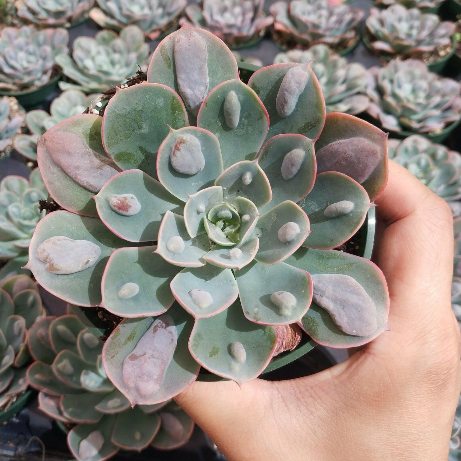 Echeveria 'Raindrops' Succulent Plant