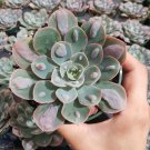 Echeveria 'Raindrops' Succulent Plant