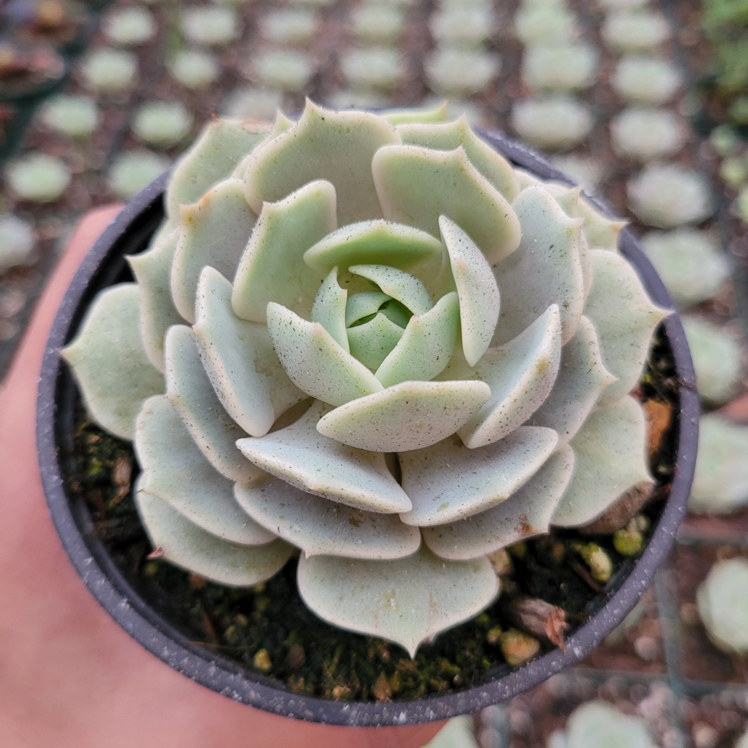 Echeveria 'Lola' Succulent Plant