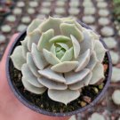 Echeveria 'Lola' Succulent Plant