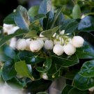 GAULTHERIA PROCUMBENS 'PEPPERMINT PEARL'- WINTERGREEN - STARTER PLANT- 4-5 INCH