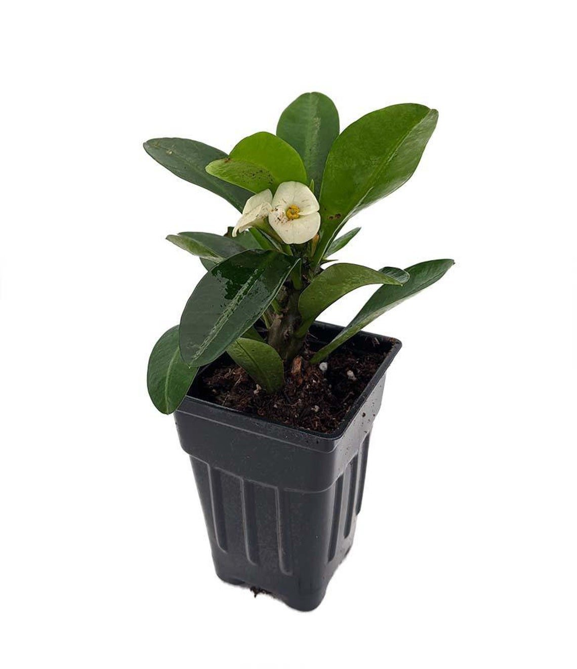 BG Store | Aphrodite Biblical Crown of Thorns Plant - Euphorbia - 2.5" Pot
