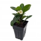 BG Store | Aphrodite Biblical Crown of Thorns Plant - Euphorbia - 2.5" Pot
