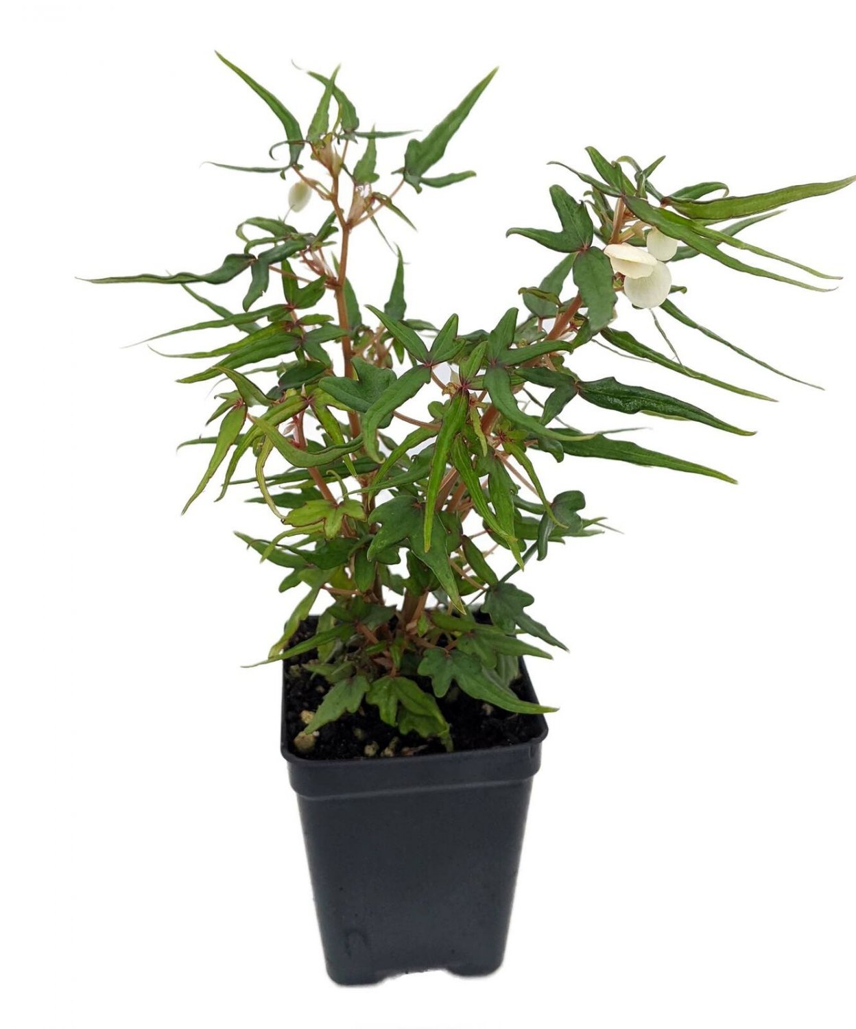 Mini Maple Leaf Begonia Plant - 2.5" Pot - Terrarium/Fairy Garden/House Plant