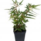 Mini Maple Leaf Begonia Plant - 2.5" Pot - Terrarium/Fairy Garden/House Plant