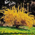 Forsythia Lynwood Gold-"Golden Bells" (Forsythia xintermedia 'lynwood') 4" pot