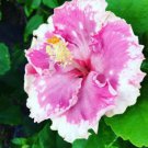 EXOTIC PINK RUFFLES HIBISCUS WELL ROOTED 3 TO 5 INCHES LIVE STARTER PLANT