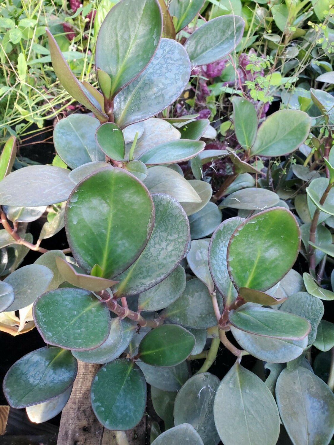 Red Edge Peperomia obtusifolia in 4" Pot - STARTER Baby Rubber Plant