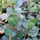 Red Edge Peperomia obtusifolia in 4" Pot - STARTER Baby Rubber Plant