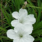 5 WHITE MEXICAN PETUNIA~RUELLIA BRITTONIANA PERENNIAL WELL ROOTED PLUG SIZE