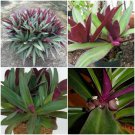Tradescantia Spathacea~Boat Lily~Moses in the Cradle~Oyster Plant EZ Care