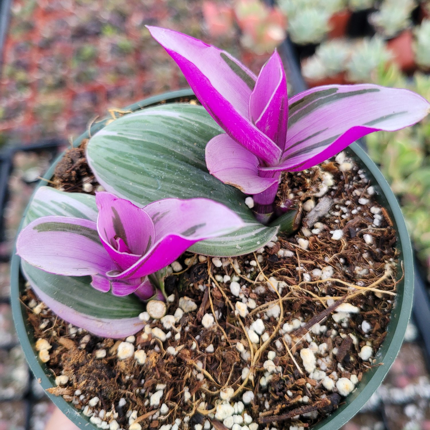 Tradescantia 'Nanouk' Pink Wandering Dude Houseplant