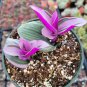 Tradescantia 'Nanouk' Pink Wandering Dude Houseplant (USA Only)