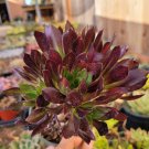 Aeonium 'Firecracker' Succulent Plant  4 Inch Cluster