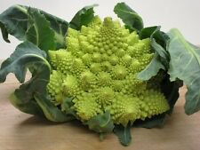 50 Broccoli Romanesco  Heirloom Seeds