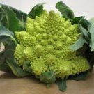 100 Broccoli Romanesco  Heirloom Seeds