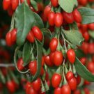 200+ Out Of Pod Lycium Chinense GOJI BERRY Seeds Shrub Bush Fruit Wolf Berry