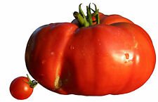 Delicious Tomato *Heirloom* 300+ Seeds 7Lb Fruit Vegetable Garden