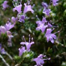 SUMMER SAVORY- 1000+ HERB SEEDS