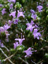 SUMMER SAVORY- 1000+ HERB SEEDS