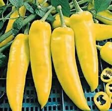 100+ *SWEET* Hungarian Yellow Wax Pepper Seeds