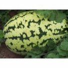 50+ Seeds Watermelon Klondike Striped Blue Ribbon, HEIRLOOM, SWEETEST