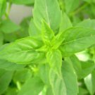 100+ BASIL LIME Basilus Ocimum Fragrant Vibrant color leaves.