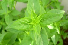 100+ BASIL LIME Basilus Ocimum Fragrant Vibrant color leaves.