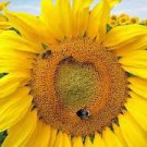 100+ SUNFLOWER MAMMOTH Giant Seeds Flower Garden