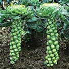 250+  GROWN Long Island Improved Brussel Sprouts Seeds Vegetable Garden