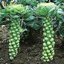 250+  GROWN Long Island Improved Brussel Sprouts Seeds Vegetable Garden