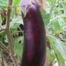 150+ LONG PURPLE EGGPLANT  Seeds Garden Vegetable