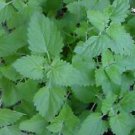 250+ CATNIP HERB SEEDS  Nepeta Cataria Perennial Garden Potent Cat Pet