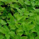 100+  Lemon Balm Melissa Heirloom  Seeds Fragrant Herb Perennial