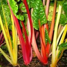 Swiss Chard- Rainbow Mix- 100+ Seeds