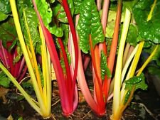 Swiss Chard- Rainbow Mix- 100+ Seeds