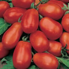 ROMA VF TOMATO 500+ Seeds Garden Vegetable Heirloom
