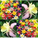50+ MCKANAS GIANT COLUMBINE MIX Aquilegia Flower Seeds Garden